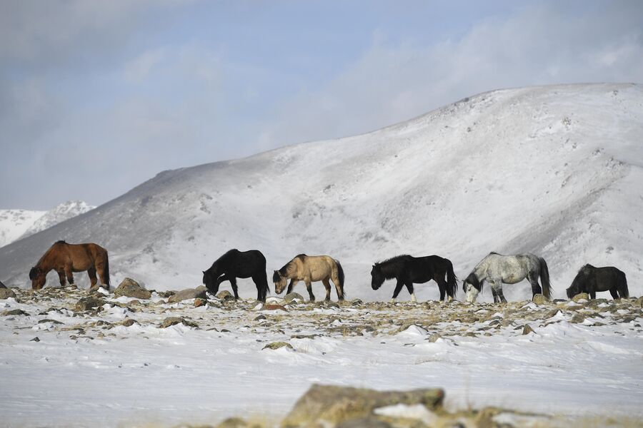 Лошади на высокогорном пастбище в Монгун-Тайгинском кожууне Республики Тыва
