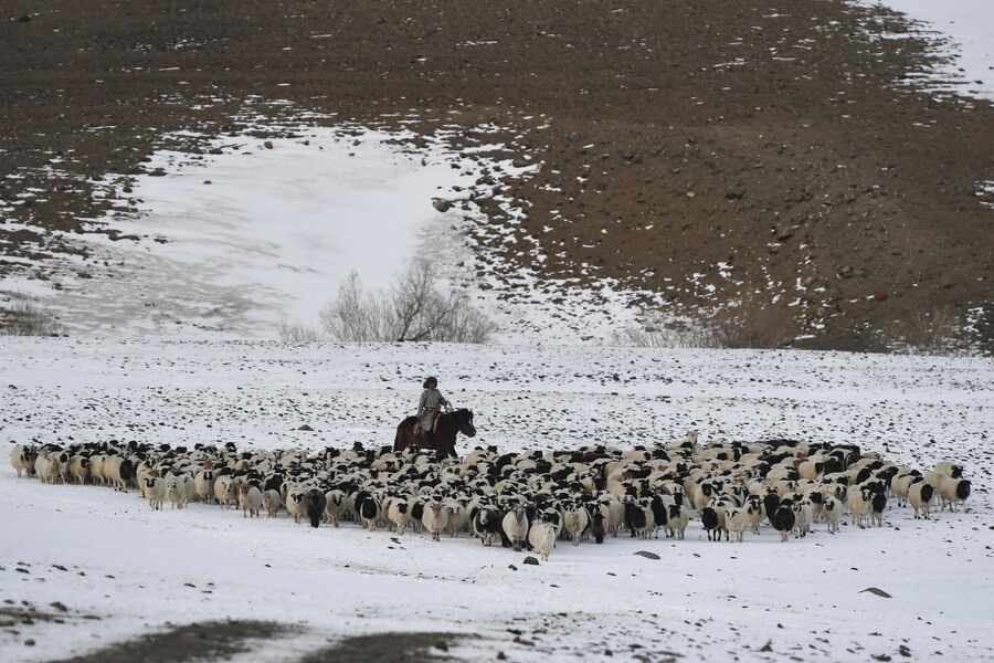 Чабан гонит отару овец с пастбища в Монгун-Тайгинском кожууне Республики Тыва