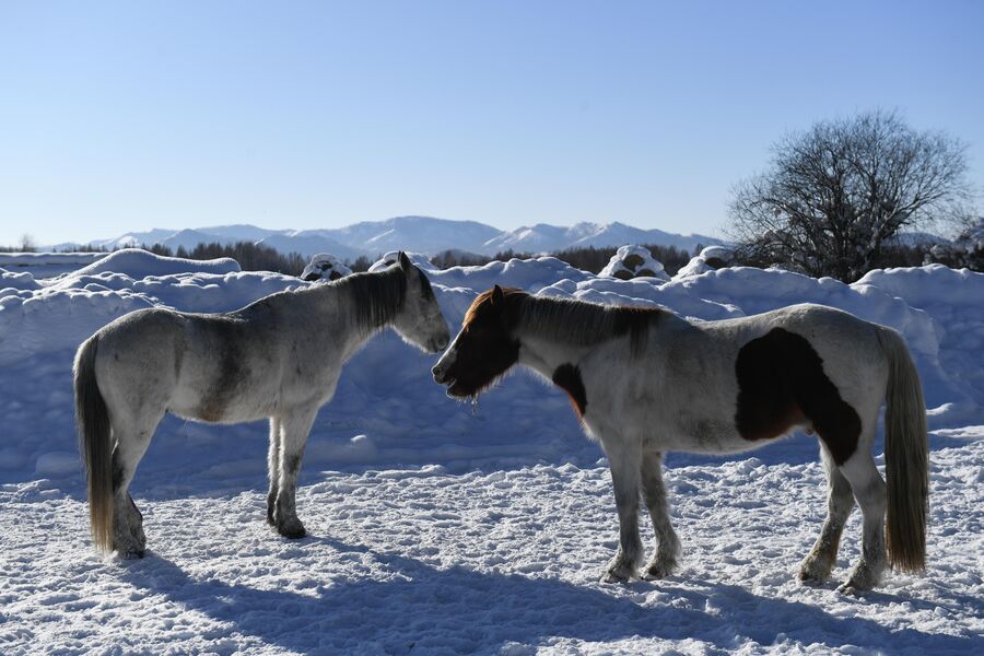 Лошади в мараловодческом хозяйстве неподалеку от города Турана в Республике Тыва