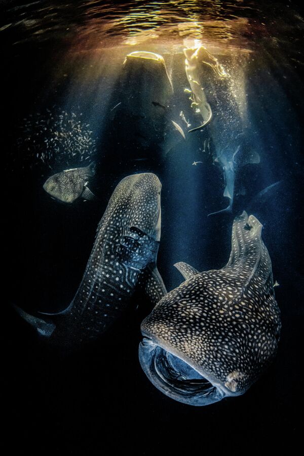 Работа испанского фотографа Rafael Fernandez Caballero Giants of the night, победившая в категории Wide Angle конкурса The Underwater Photographer of the Year 2022