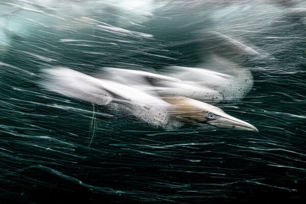 Работа британского фотографа Gannet Storm Henley Spiers, победившая в категории British Waters Wide Angle конкурса The Underwater Photographer of the Year 2022 