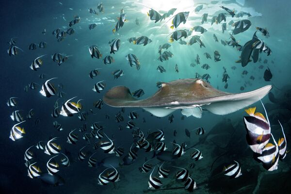 Работа швейцарского фотографа Andy Schmid Sunset Ray, занявшая 2 место в категории Wide Angle конкурса The Underwater Photographer of the Year 2022  