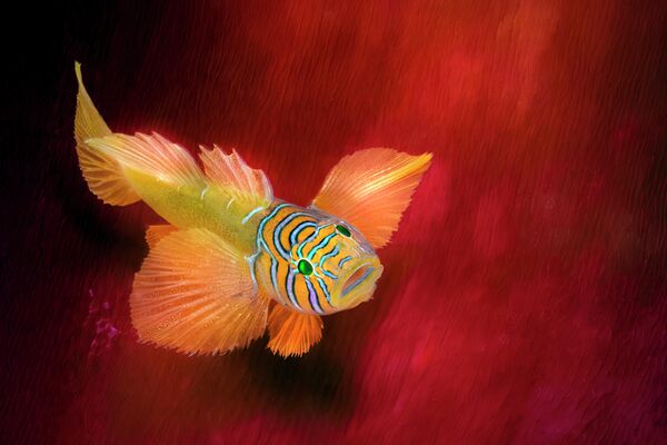 Работа оманского фотографа Yazid Shaari Beauty on a red anemone skirt, занявшая 2 место в категории Up and coming конкурса The Underwater Photographer of the Year 2022 