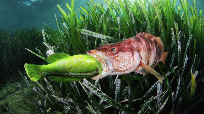 Работа испанского фотографа Javier Murcia The circle of life,  занявшая 2 место в категории Behaviour конкурса The Underwater Photographer of the Year 2022