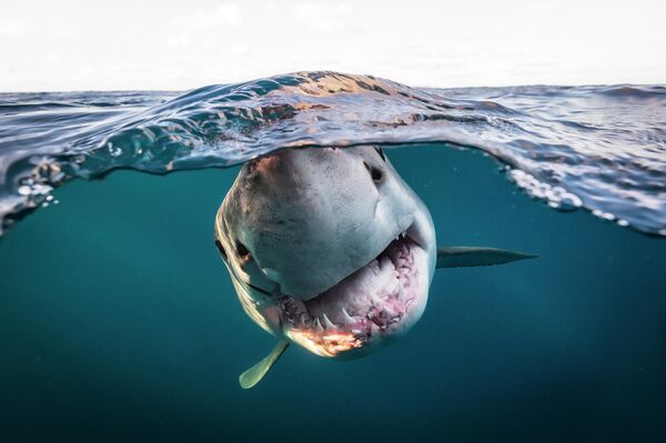 Работа австралийского фотографа Matty Smith Great white split, занявшая 2 место в категории Portrait конкурса The Underwater Photographer of the Year 2022