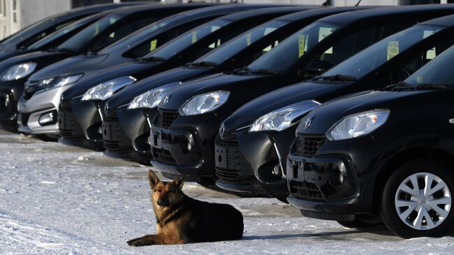 Собака у поддержанных автомобилей, выставленных на продажу на авторынке. Архивное фото