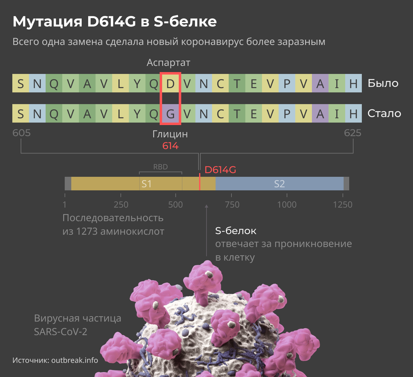 Мутация D614G в S-белке