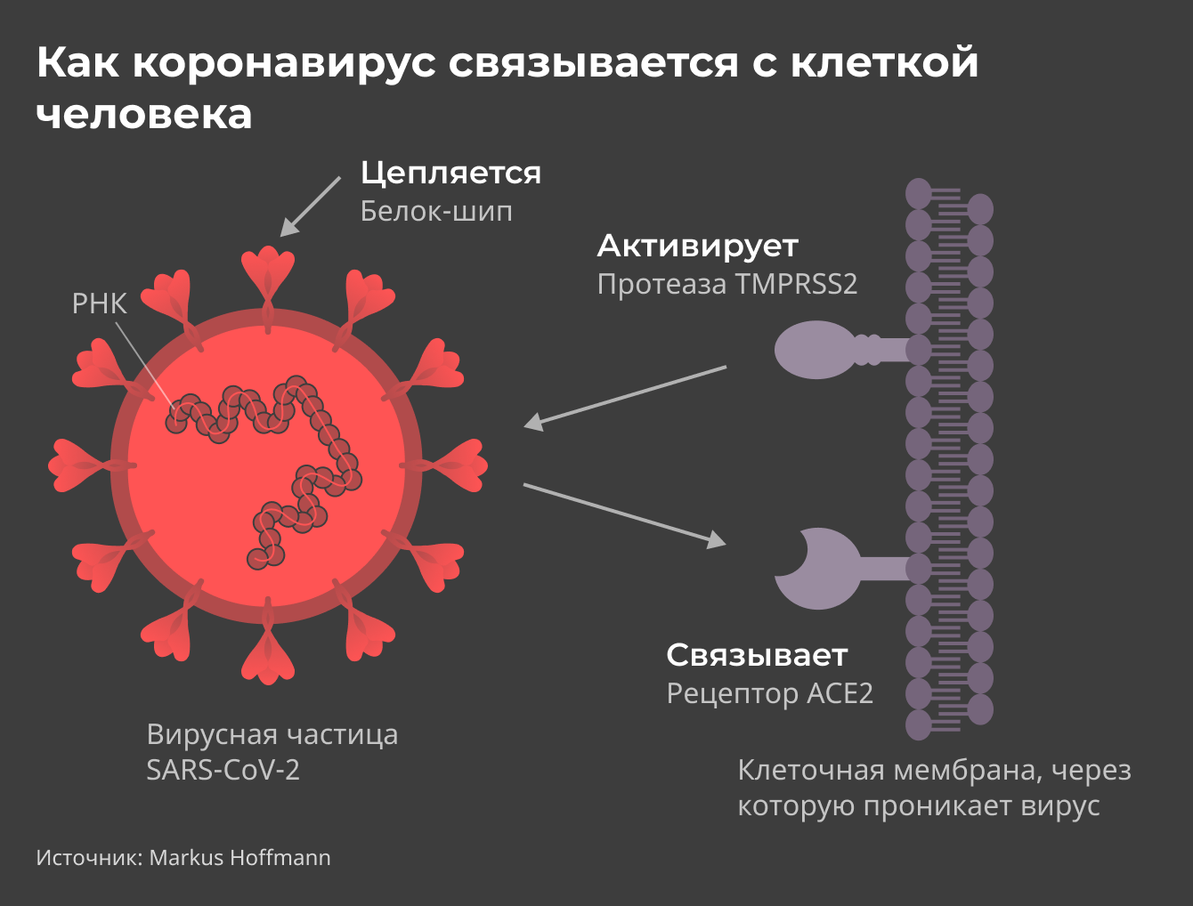 Как коронавирус связывается с клеткой человека