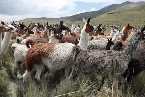 Ежегодная перепись лам в Кахамарке, Перу