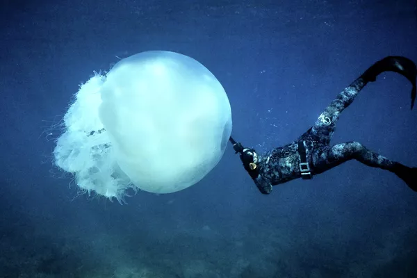 Дайвер плывет рядом с большой медузой у побережья северного ливанского города Батрун