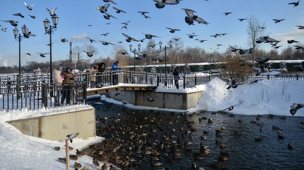 Горожане кормят птиц в Центральном парке культуры и отдыха в Мытищах