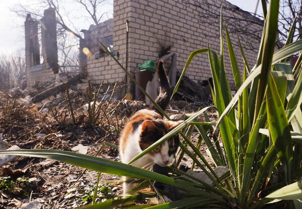 Кошка на месте артиллерийского удара Вооруженных сил Украины по селу Пионерское в ЛНР, в результате которого погибли два человека