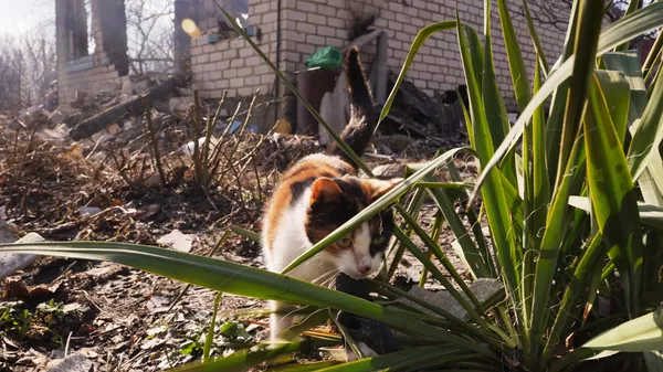Μια γάτα στο σημείο επίθεσης πυροβολικού από τις Ένοπλες Δυνάμεις της Ουκρανίας στο χωριό Pionerskoye στο LPR, που σκότωσε δύο άτομα