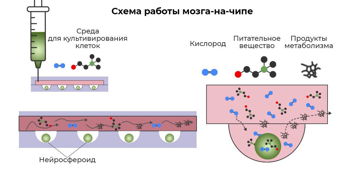 Схема работы мозга-на-чипе - РИА Новости, 1920, 21.02.2022