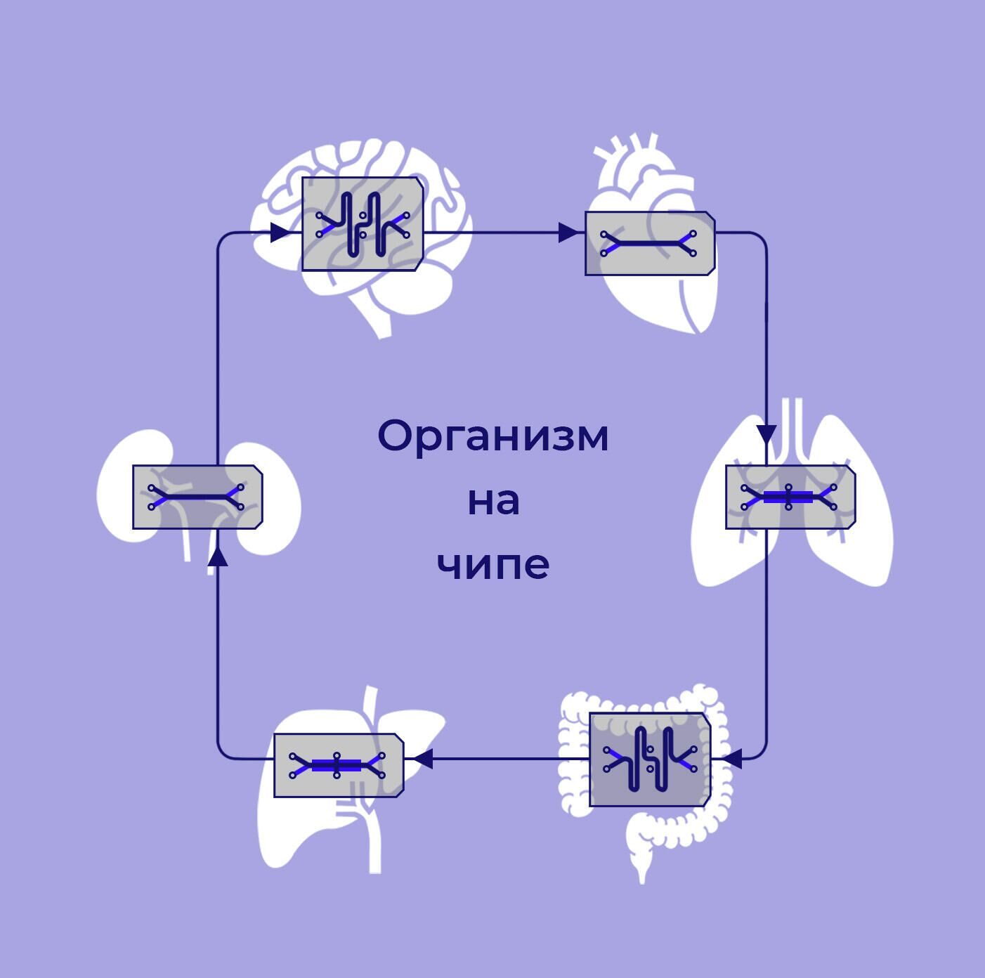 Организм на чипе - РИА Новости, 1920, 21.02.2022