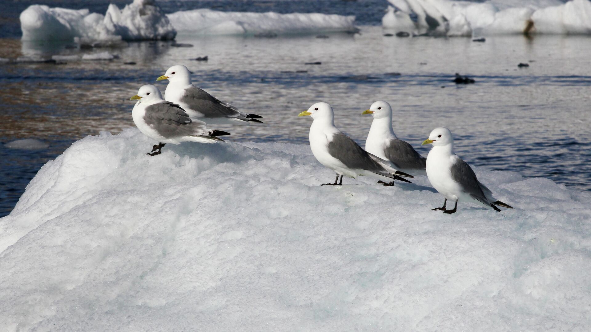 Большие полярные чайки на одном из островов архипелага Земля Франца-Иосифа - РИА Новости, 1920, 12.10.2022