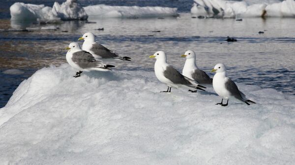 Большие полярные чайки на одном из островов архипелага Земля Франца-Иосифа