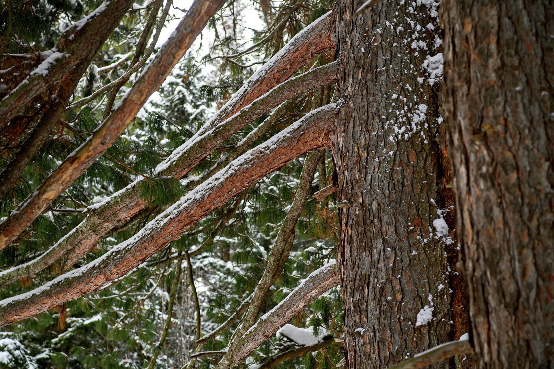 Вороновский припоселковый кедровник недалеко от Томска - РИА Новости, 1920, 22.12.2025