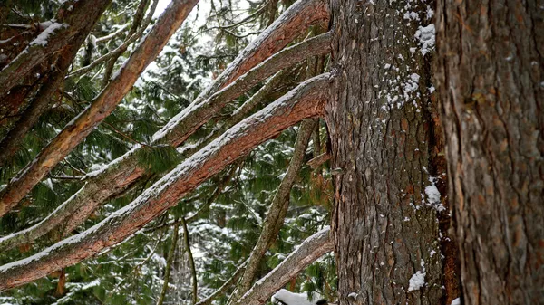 Voronovsky settlement cedar forest near Tomsk