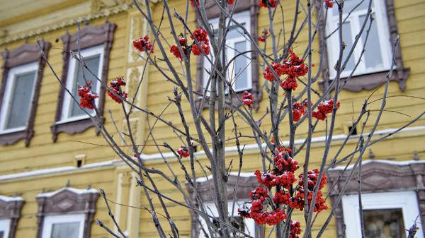 Rowan berries in the center of Tomsk decorate the winter streets of the city