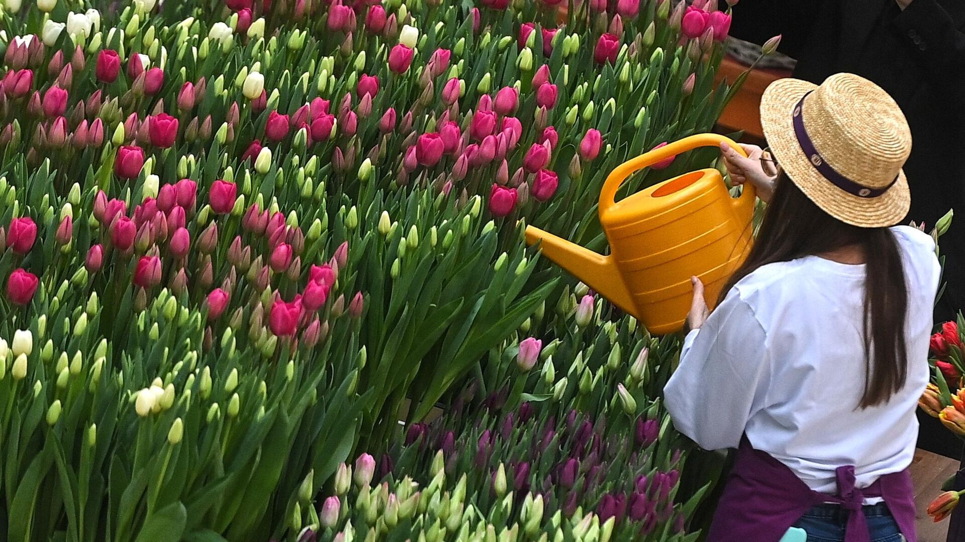 Как правильно хранить тюльпаны после их цветения
