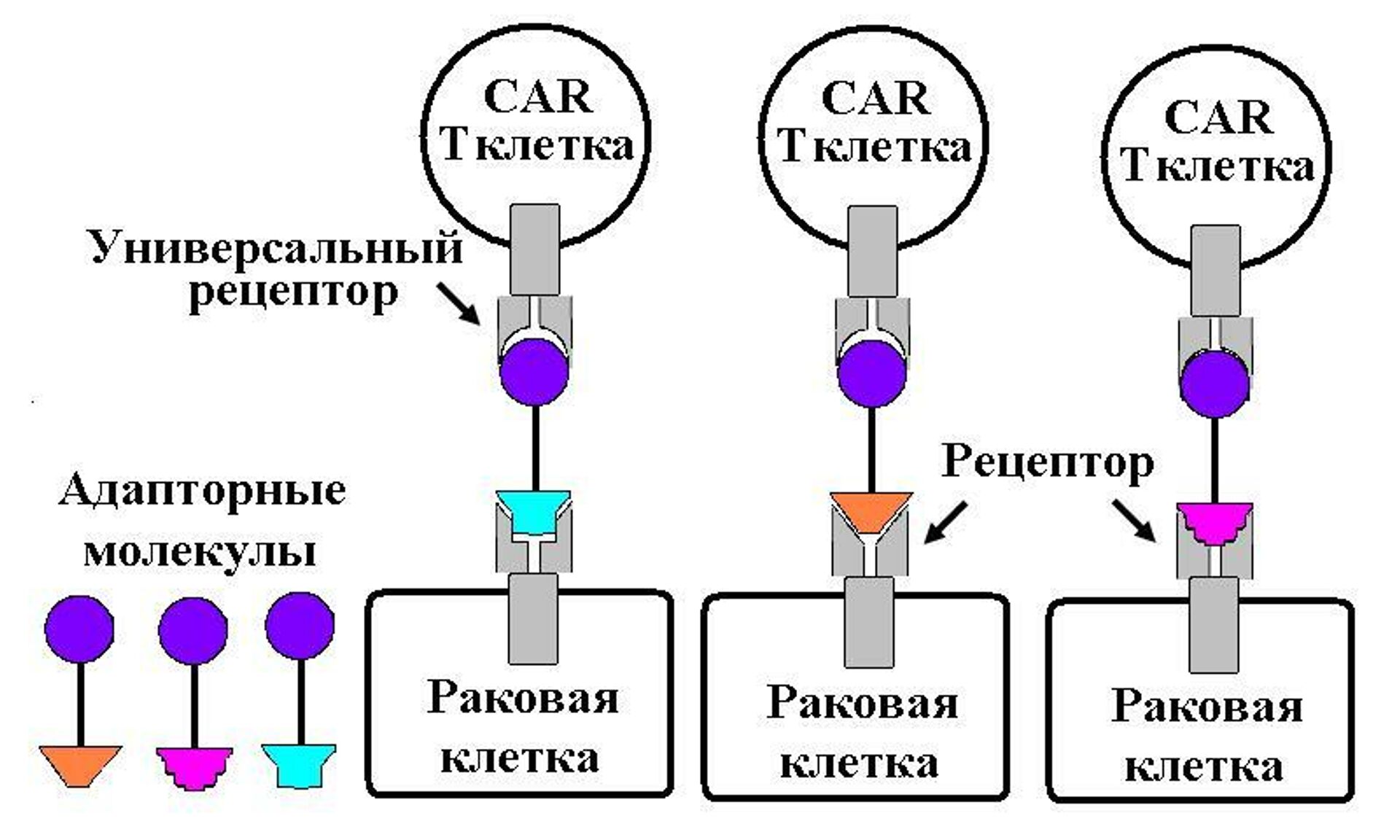 Универсальную CAR-T-клетку можно использовать против различных раковых антигенов, распознаваемых с помощью адапторных молекул - РИА Новости, 1920, 04.03.2022