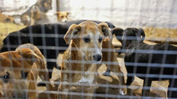 Бездомные собаки, пойманные сотрудниками службы по отлову бродячих животных, в приюте