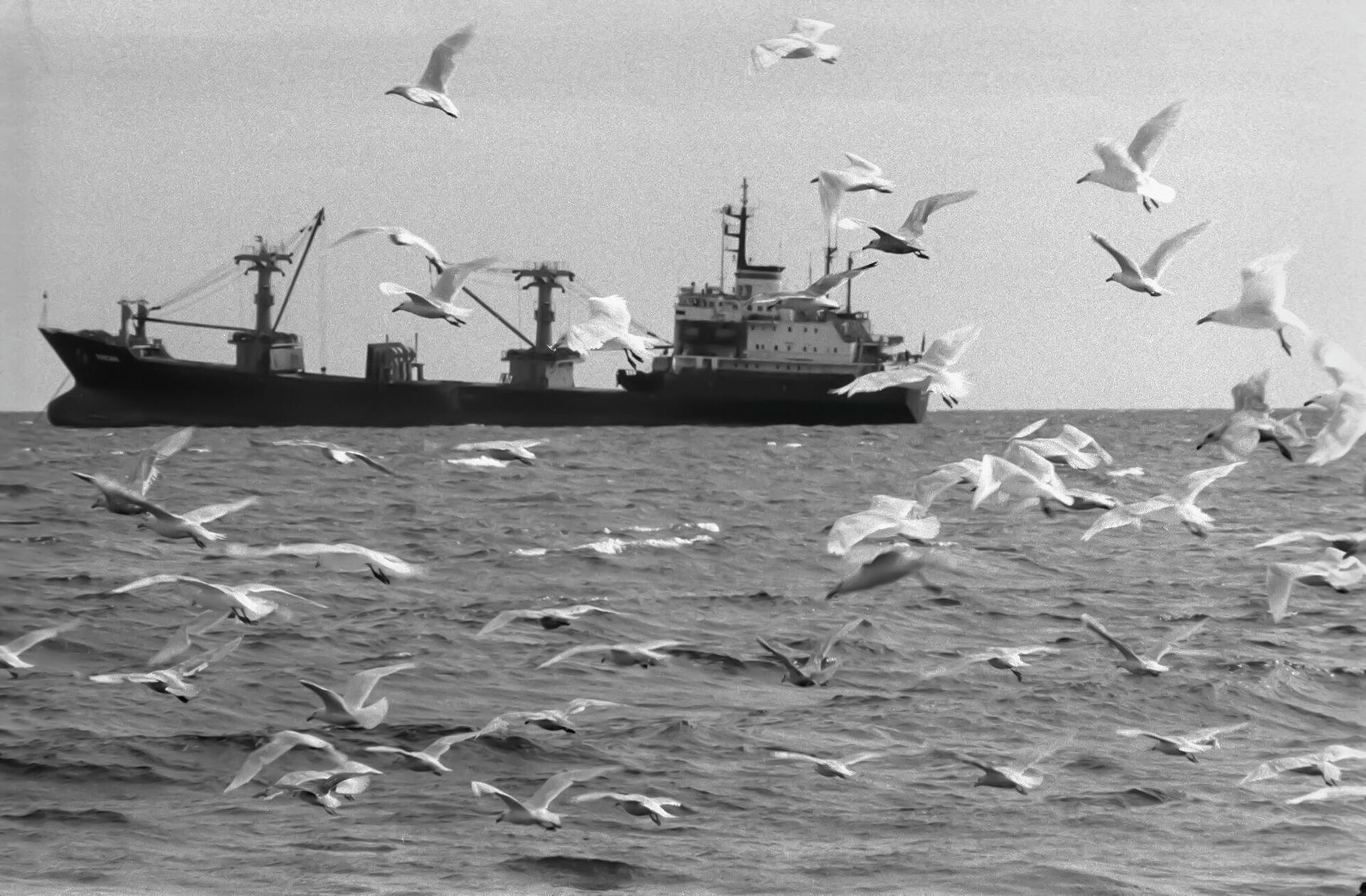 Чайки кружат над рыболовным судном - РИА Новости, 1920, 03.03.2022