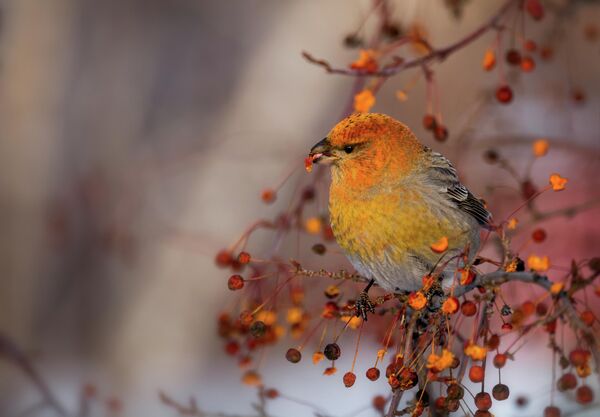 Работа фотографа Марины Мочаловой Щур - красивая птица 