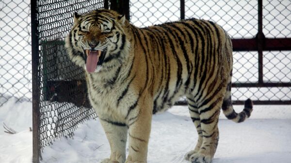 Тигр в зоопарке Харбина 