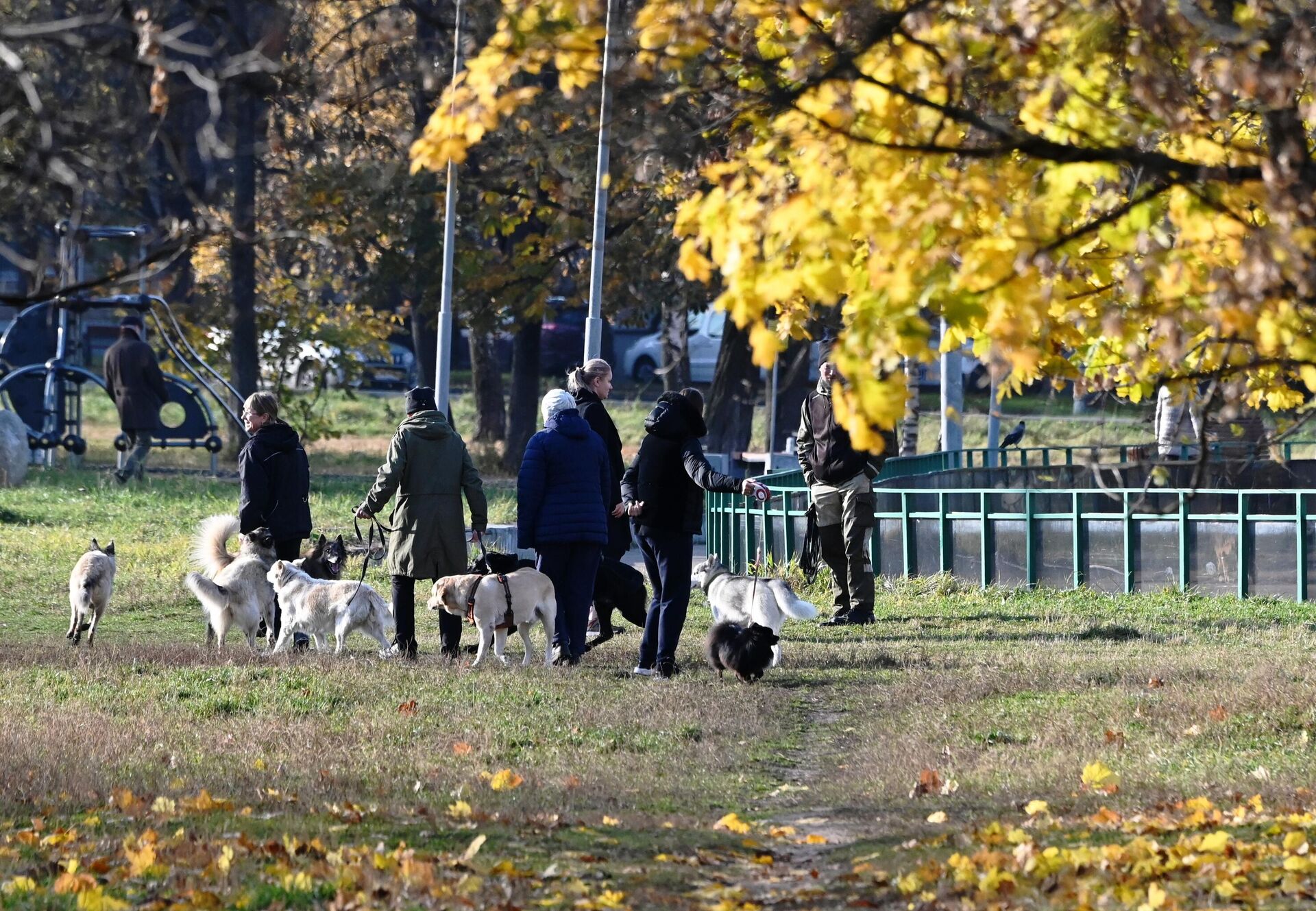 Люди гуляют с собаками - РИА Новости, 1920, 09.03.2022