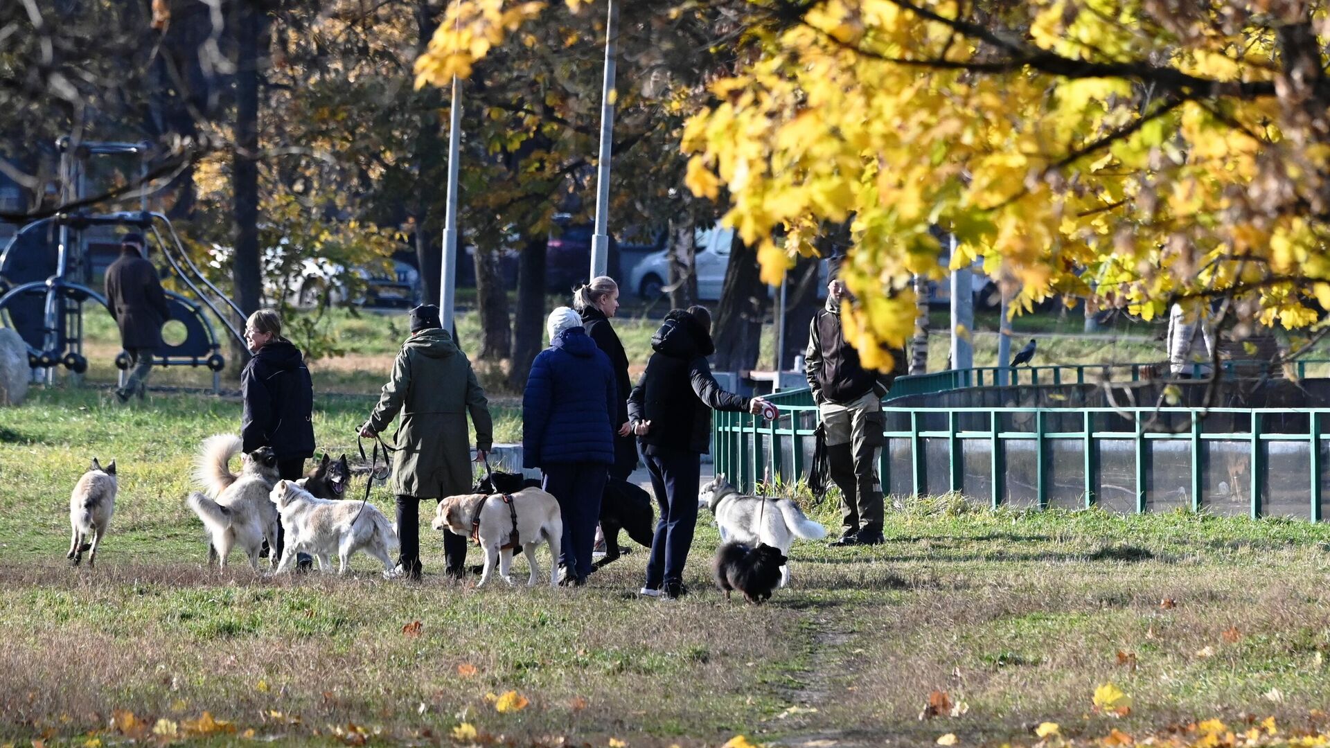 Люди гуляют с собаками - РИА Новости, 1920, 03.05.2023