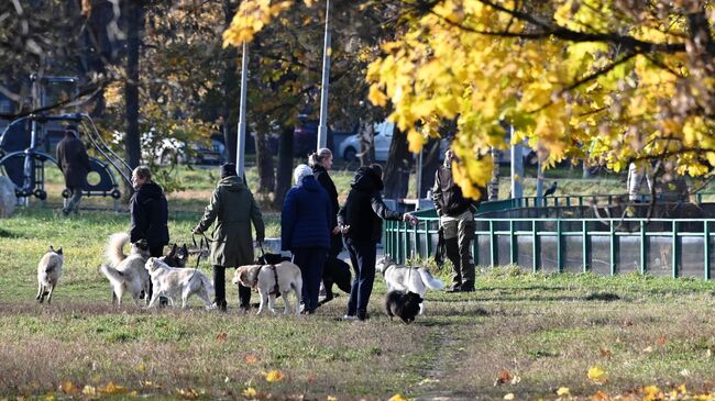 Люди гуляют с собаками