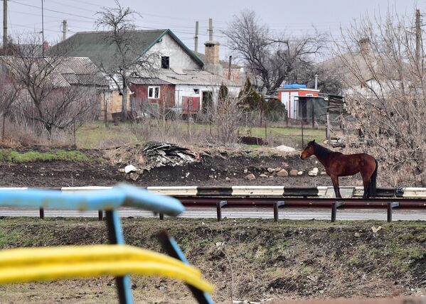 Лошадь в селе Сартана в Донецкой народной республике