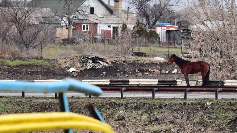 Лошадь в селе Сартана в Донецкой народной республике