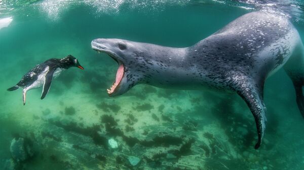 Работа фотографа Amos Nachoum Leopard seal chasing a Gentoo penguin, победившая в номинации Gold + grand prize of World Nature Photographer of the Year фотоконкурса World Nature Photographer Awards
