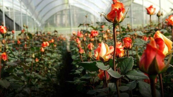 Выращивание роз в теплице в Московской области