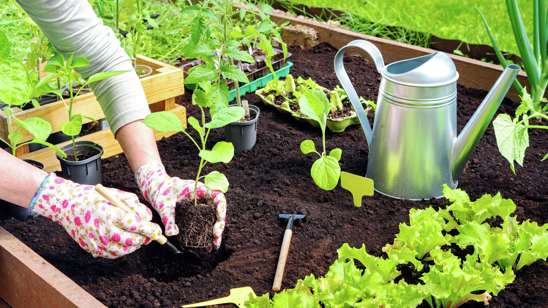 Как правильно посадить клубнику под спанбонд или пленку | В саду (рукописныйтекст.рф)