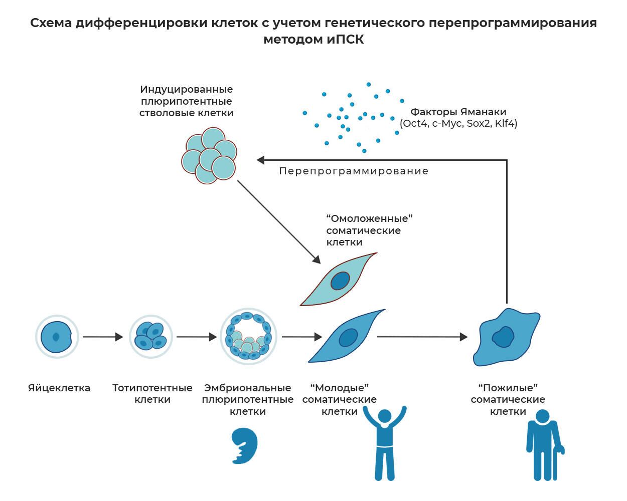 Схема дифференцировки клеток с учетом генетического перепрограммирования методом иПСК - РИА Новости, 1920, 15.03.2022