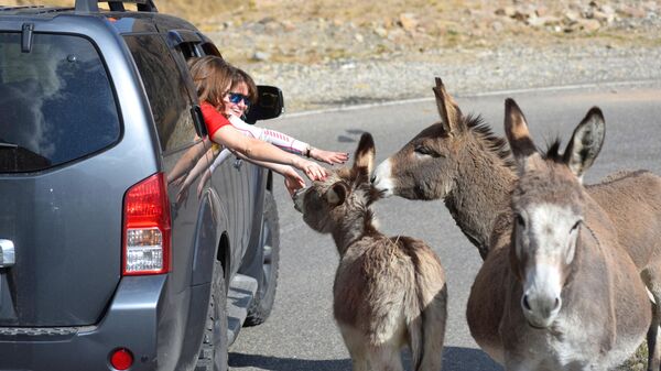 Туристы гладят осликов на дороге Кисловодск — Джилы-Су в Кабардино-Балкарии