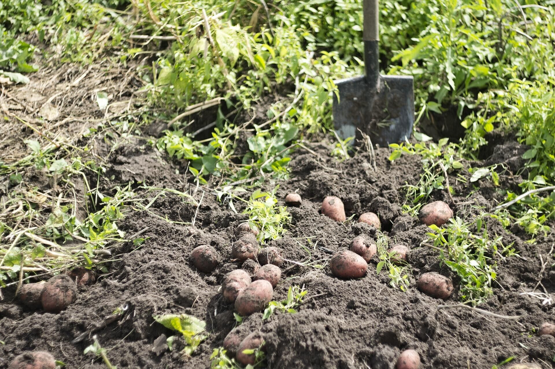 Когда сажать картошку 2023 посадка картофеля в землю клубнями и семенамивесной