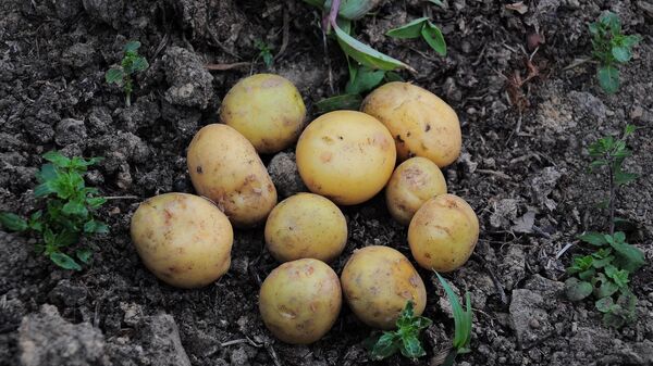 Из Ленинградской области в Донбасс отправили семенной картофель