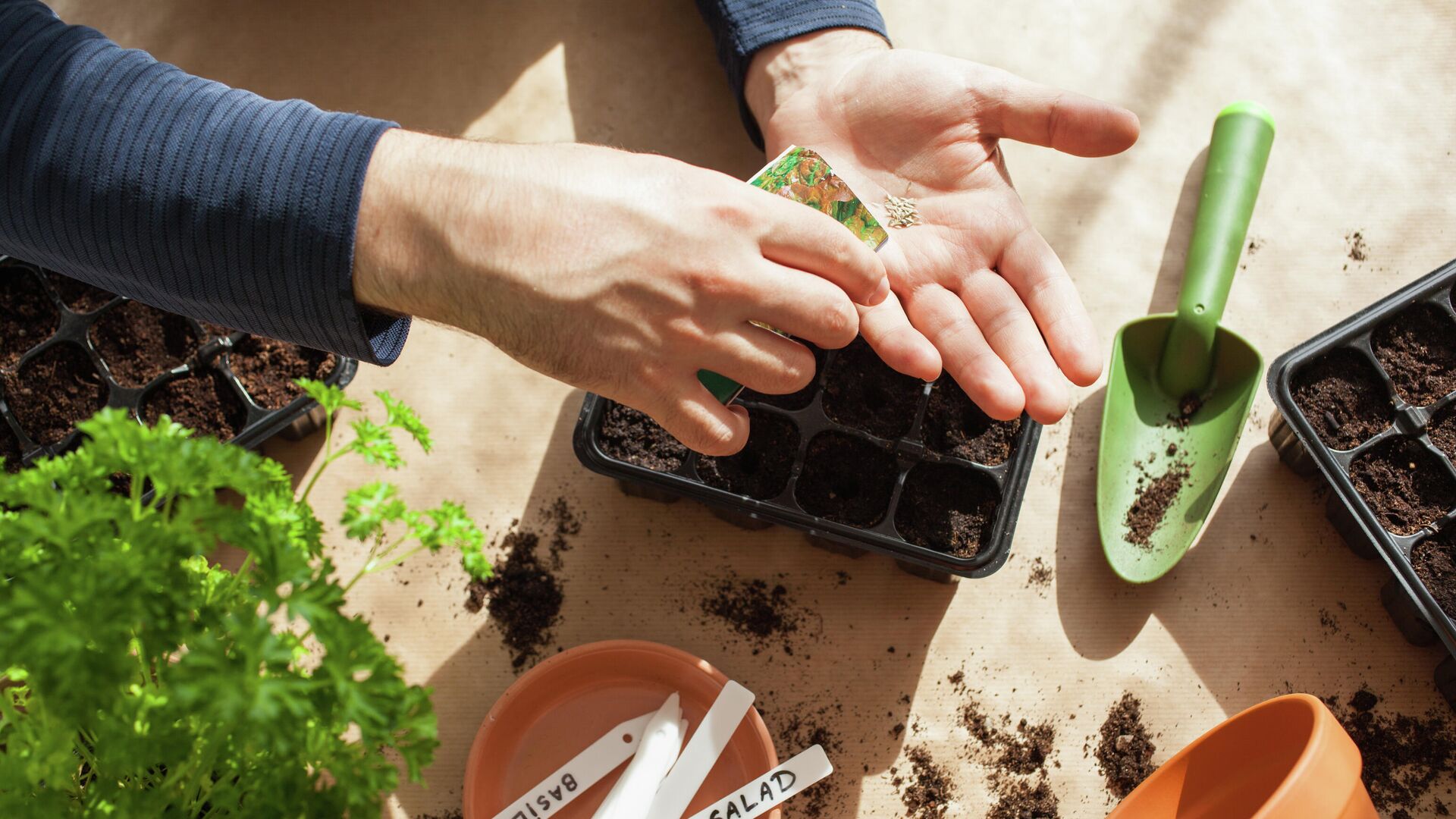Выращивание рассады в домашних условиях: как правильно прорастить семена  дома