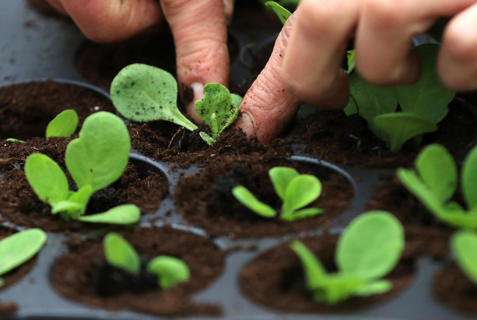 Как вырастить рассаду овощей из семян на подоконнике