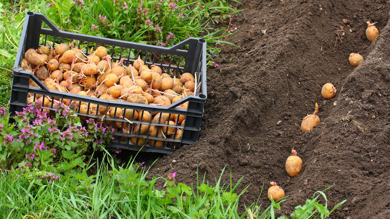 Когда сажать картошку 2023 посадка картофеля в землю клубнями и семенамивесной