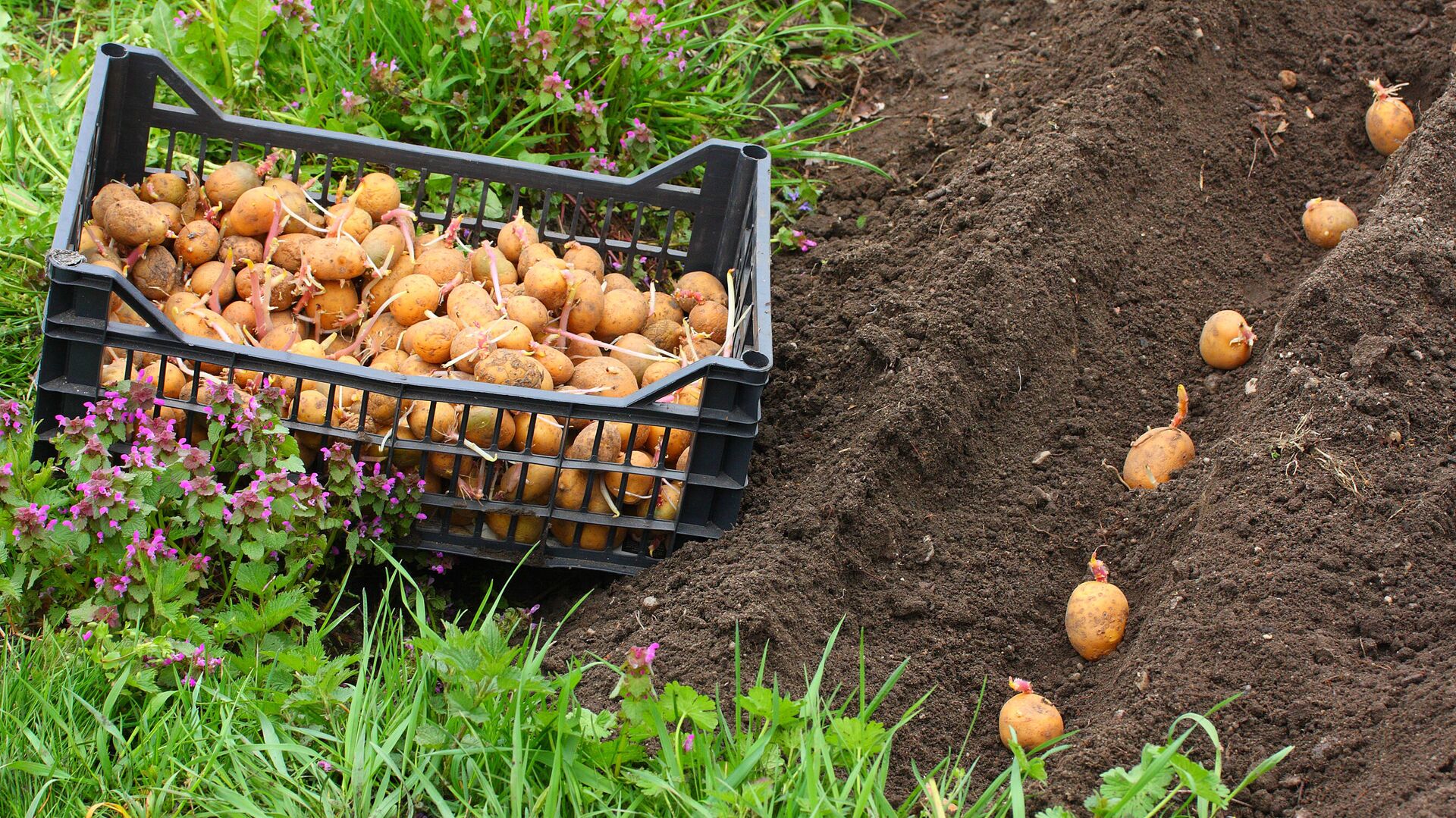 Когда сажать картошку 2023 посадка картофеля в землю клубнями и семенами весной