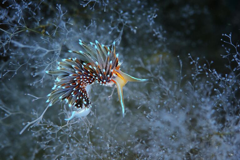 Фотография Андрея Шпатака Hemissinda crassicornis и лес из инея