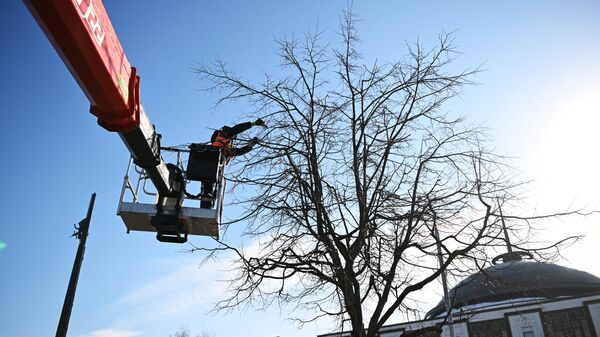 Сотрудник коммунальной службы занимается санитарной обрезкой деревьев
