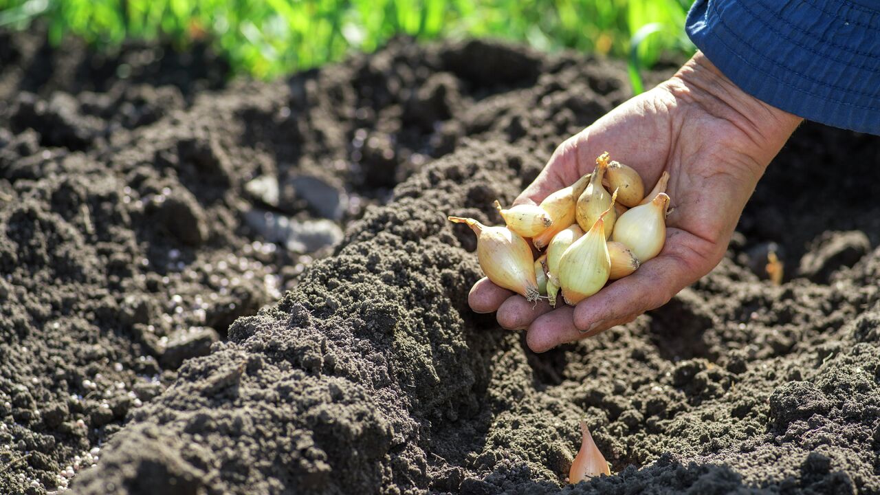 Почему выращивание мелкого чеснока — простой способ получить больше урожая