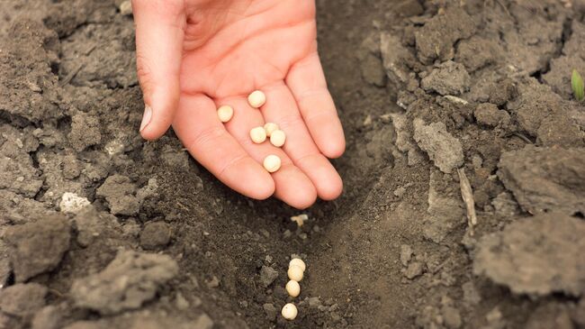 Посадка гороха Посадка гороха